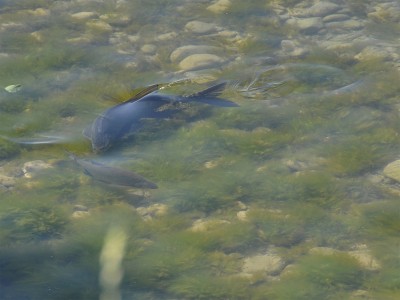 Bream (Abramis brama) in spawning activity. The Roach and Bream are native species in Geneva Lake that produce fertile hybrids.